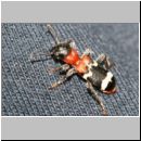 Thanasimus formicarius - Ameisenbuntkaefer 02 8-9mm.jpg